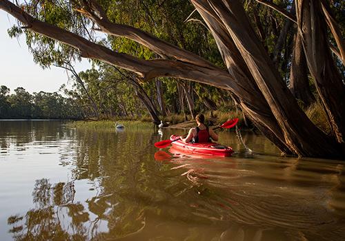 A kayaker paddles a red kayak on calm waters, surrounded by towering trees with their reflections shimmering on the surface.