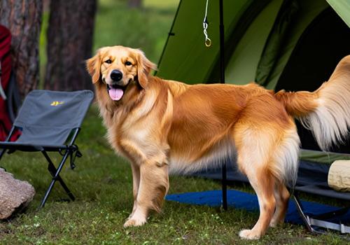 A golden retriever stands happily in front of a tent at Barham Caravan Park, surrounded by lush greenery and camping gear.